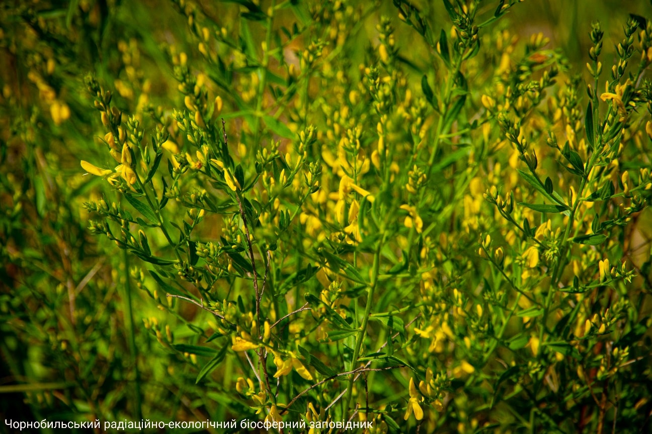 Кустарник дрока