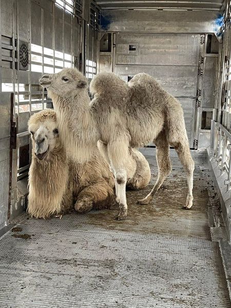 Как эвакуируют животных во время войны