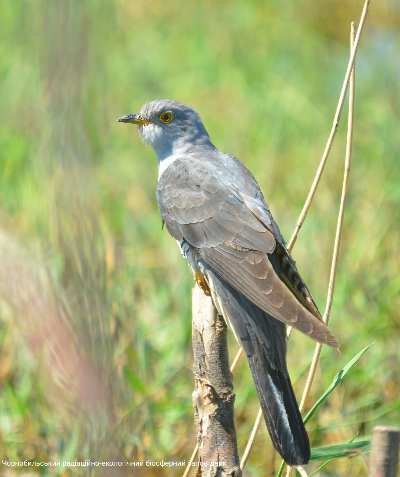 Кукушка, фото 1