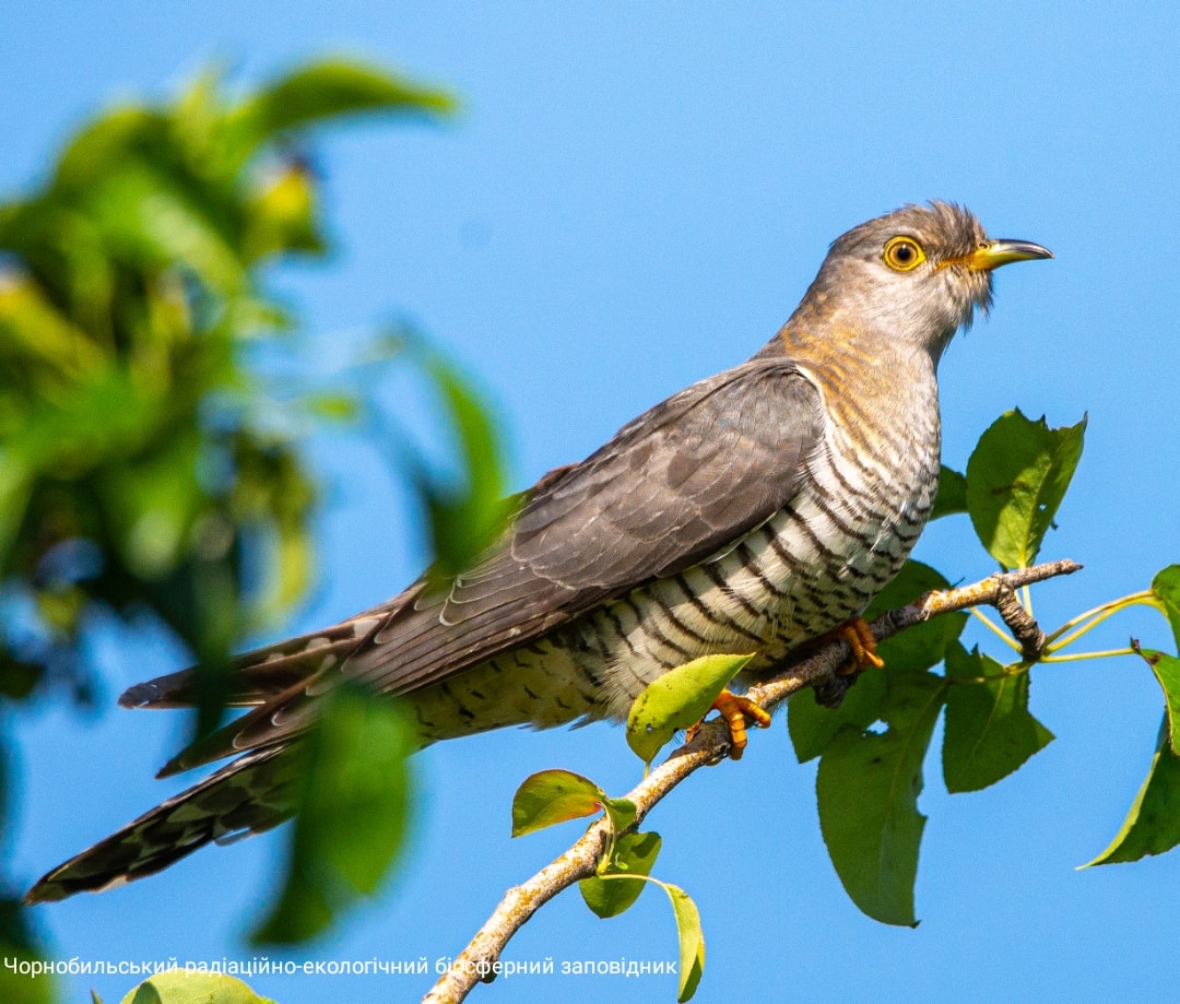 Кукушка, фото 2