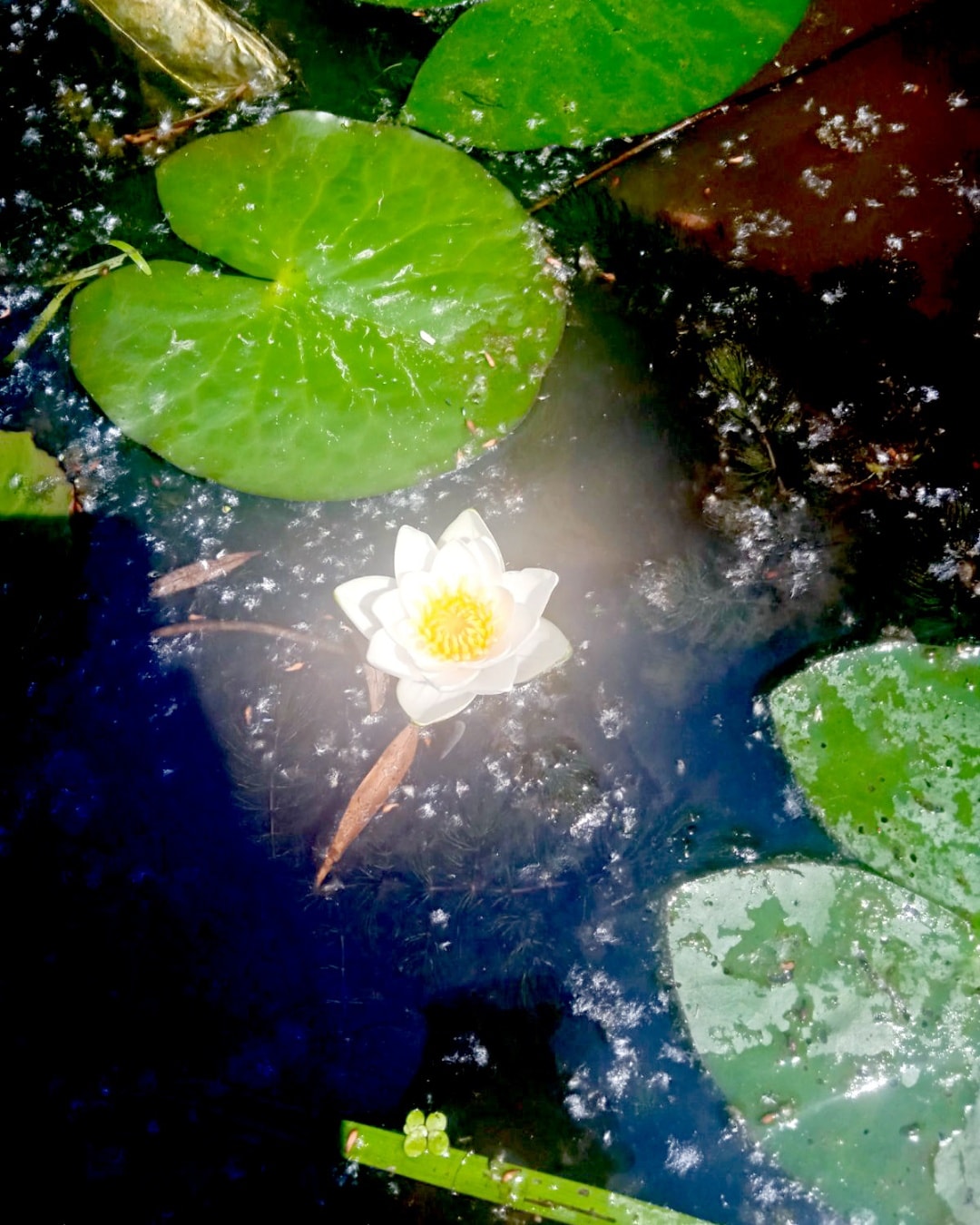 Белая кувшинка