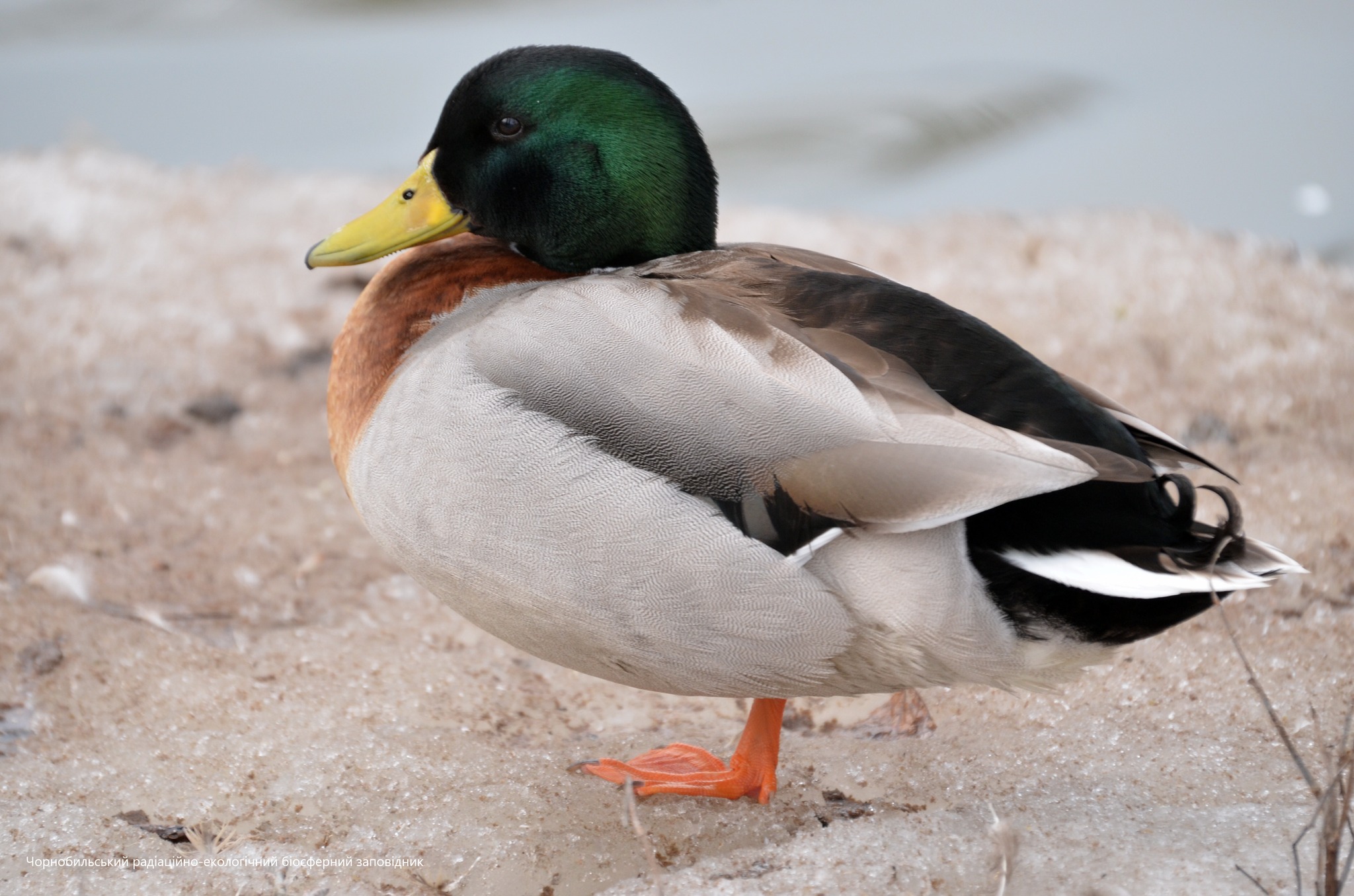 Утка, фото 3