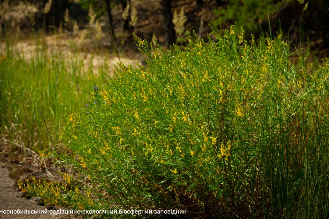 Цветущий дрок