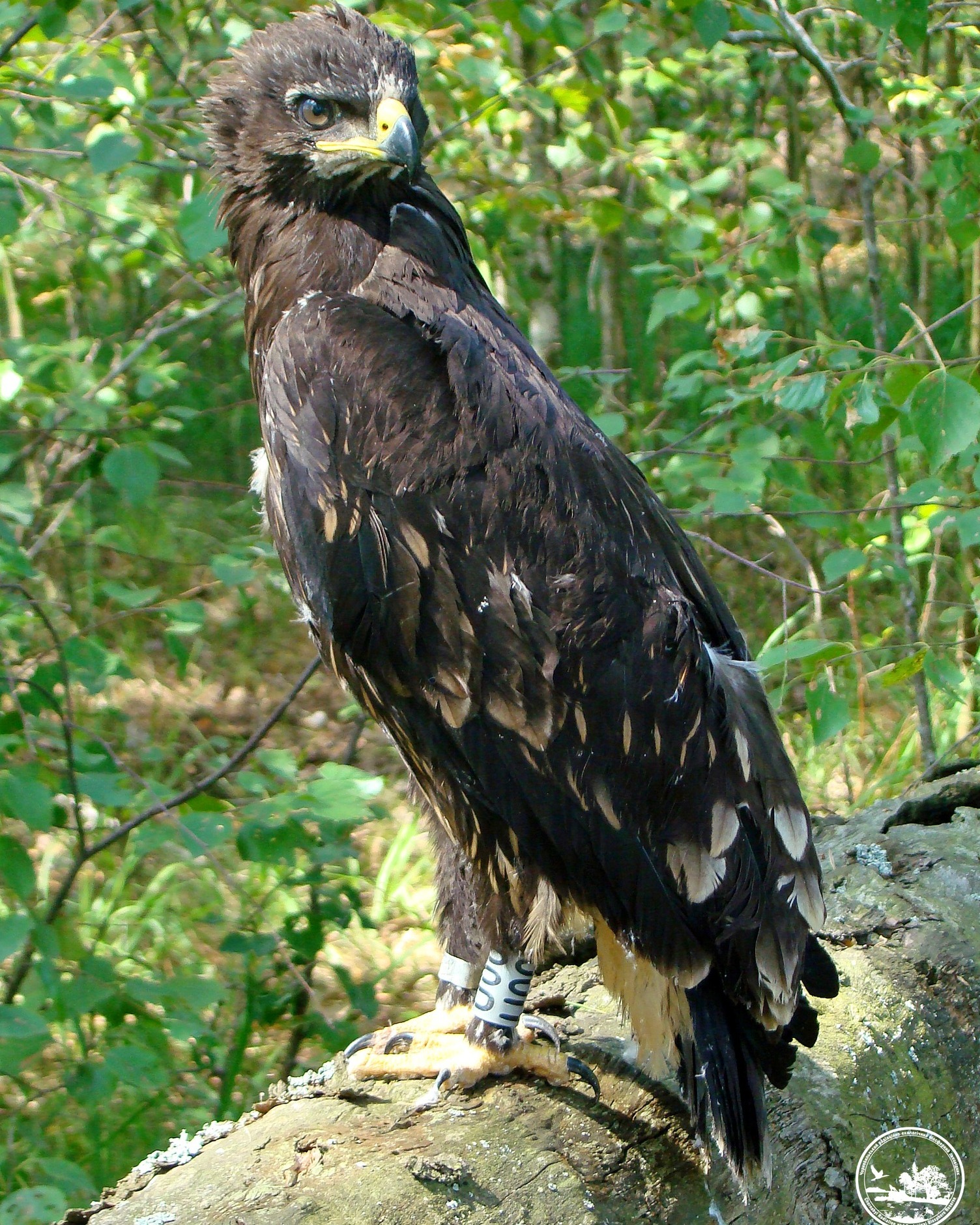 Большой подорлик, фото 1