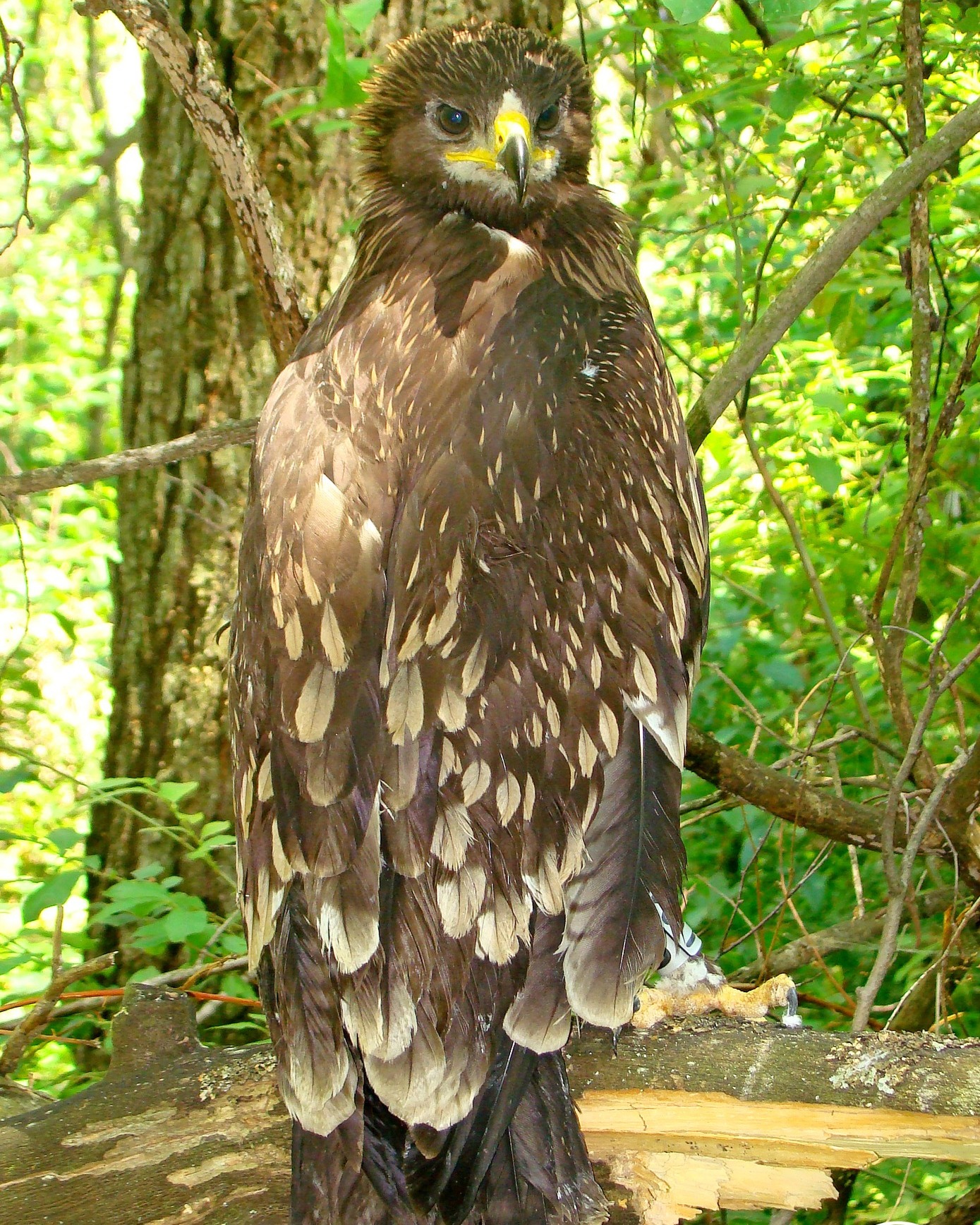 Большой подорлик, фото 2