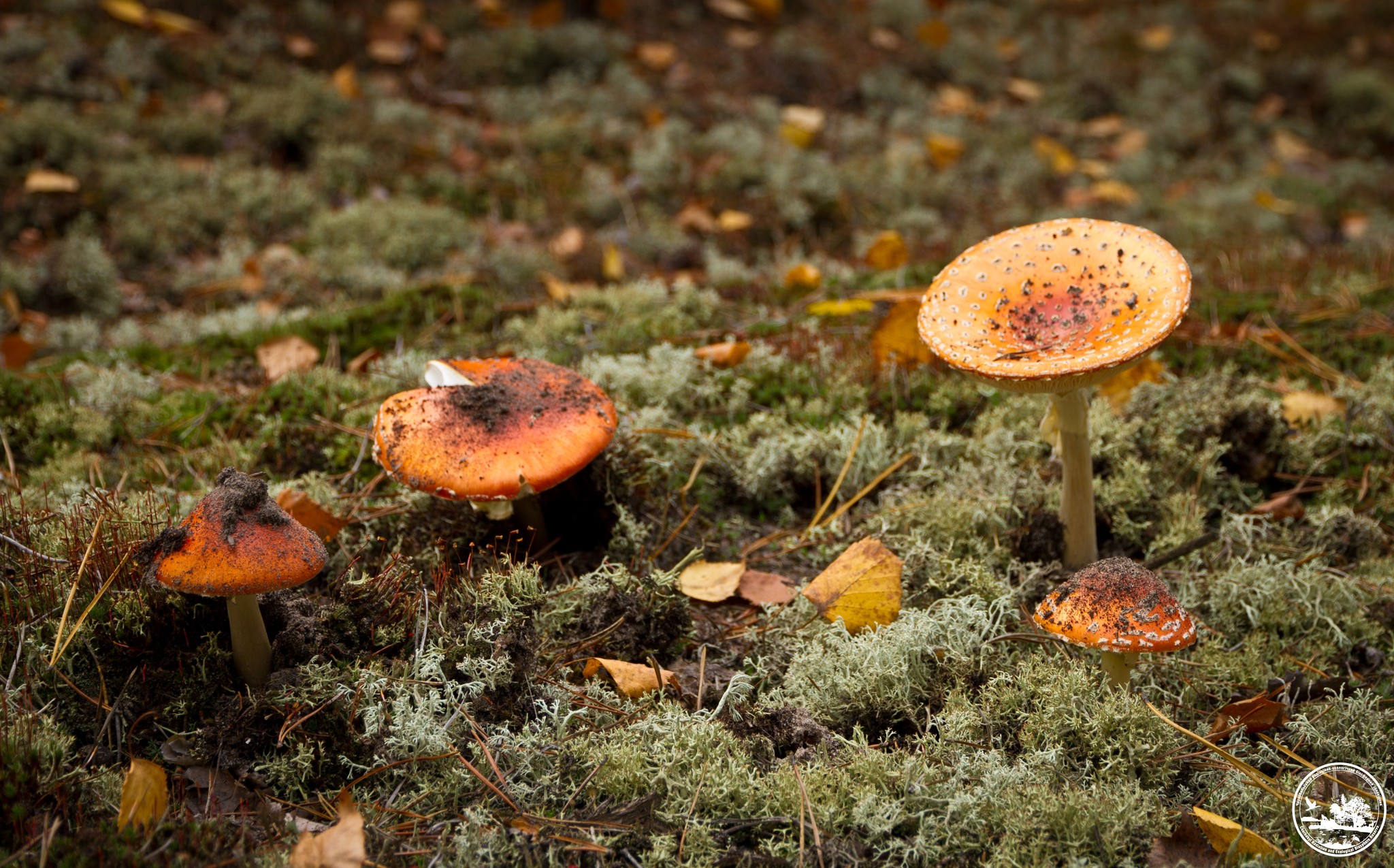 Фото 4 мухомора