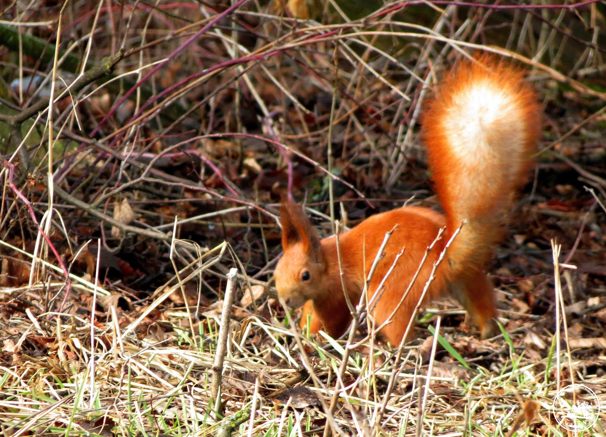 Белка в траве