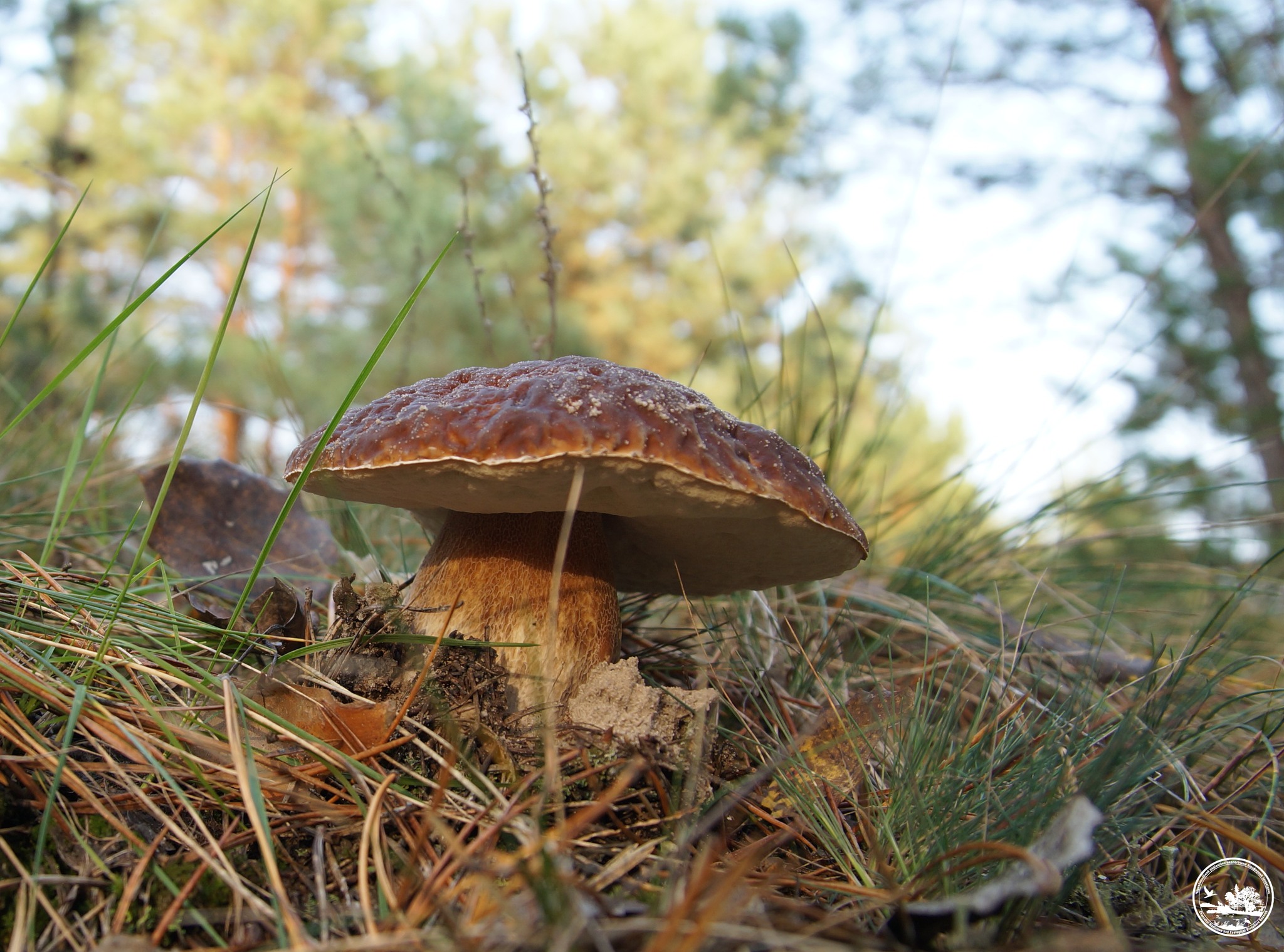 Грибы все еще встречаются в зоне отчуждения