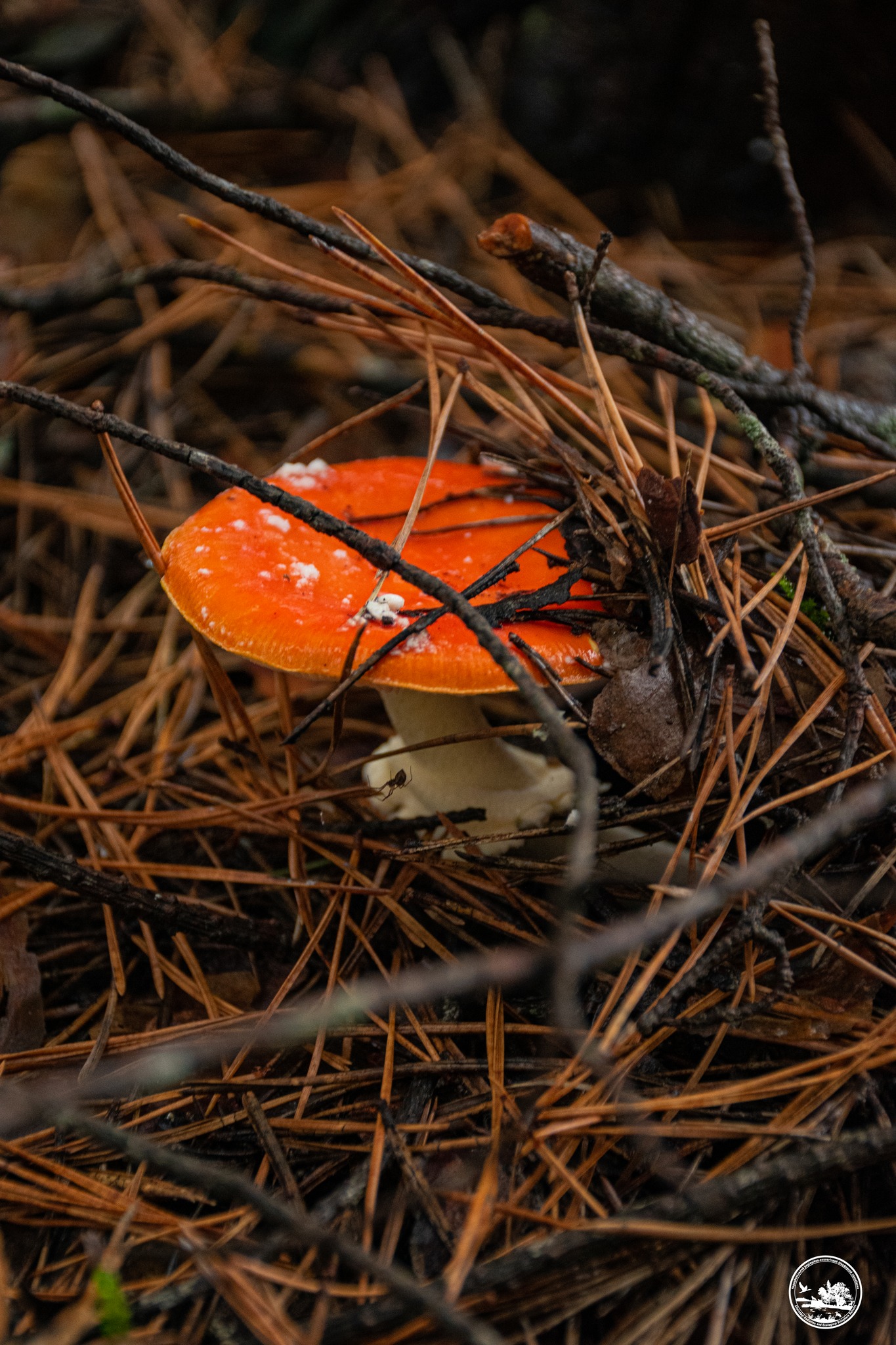 Живописный мухомор