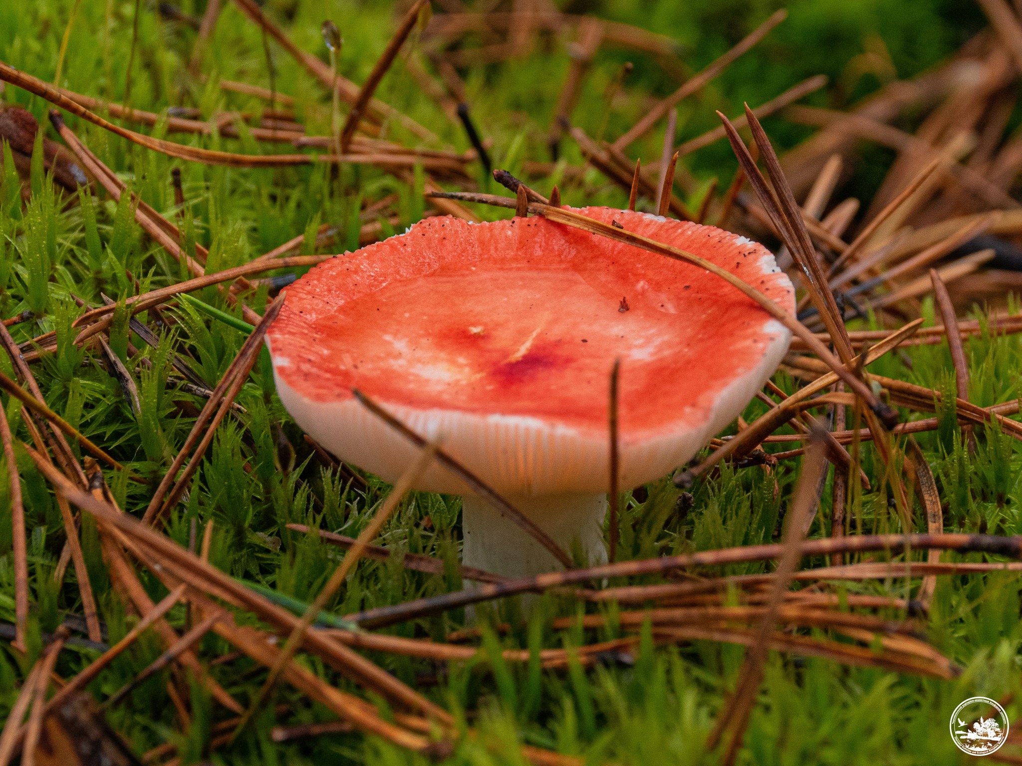 Осенний гриб