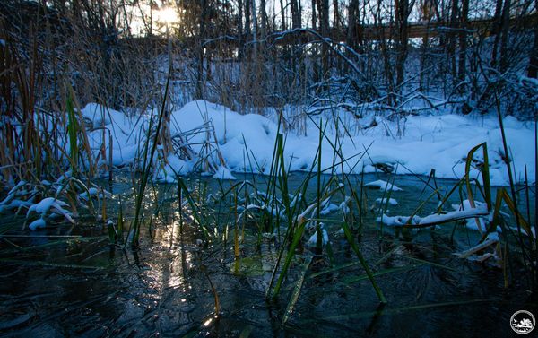 Зима в заповеднике