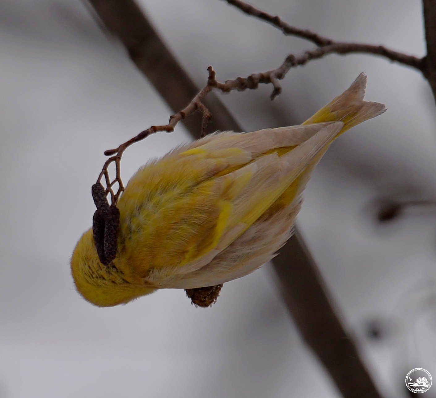 Чиж на ольхе, фото 1