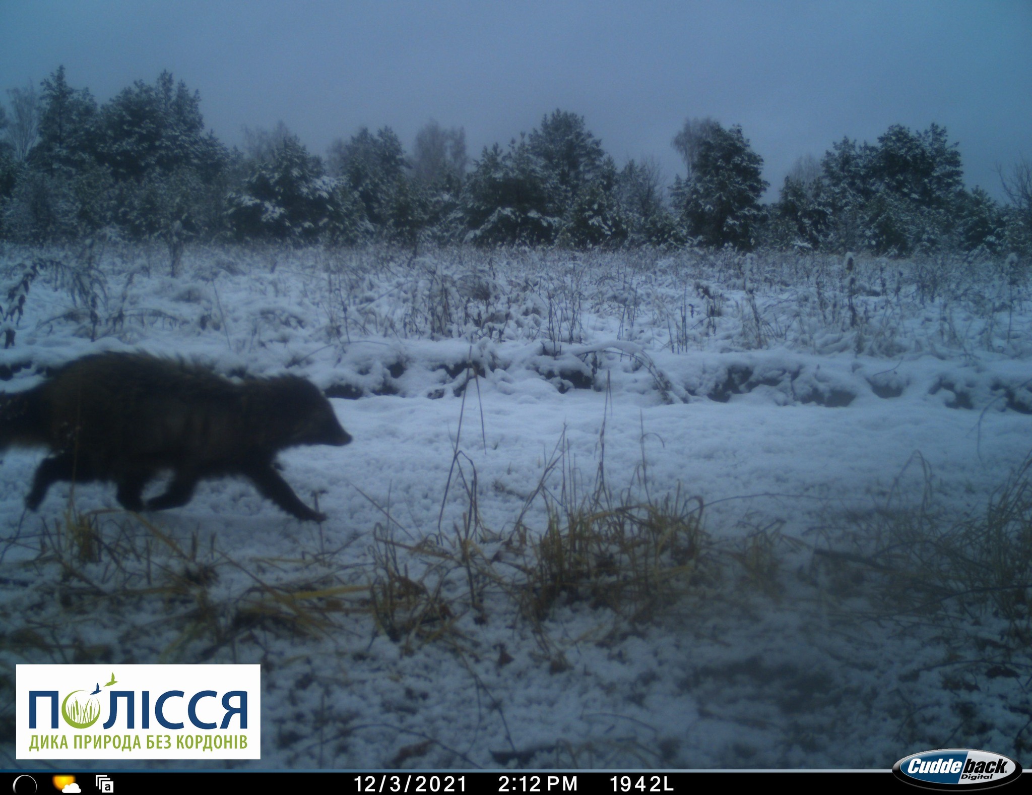 Енот на снегу