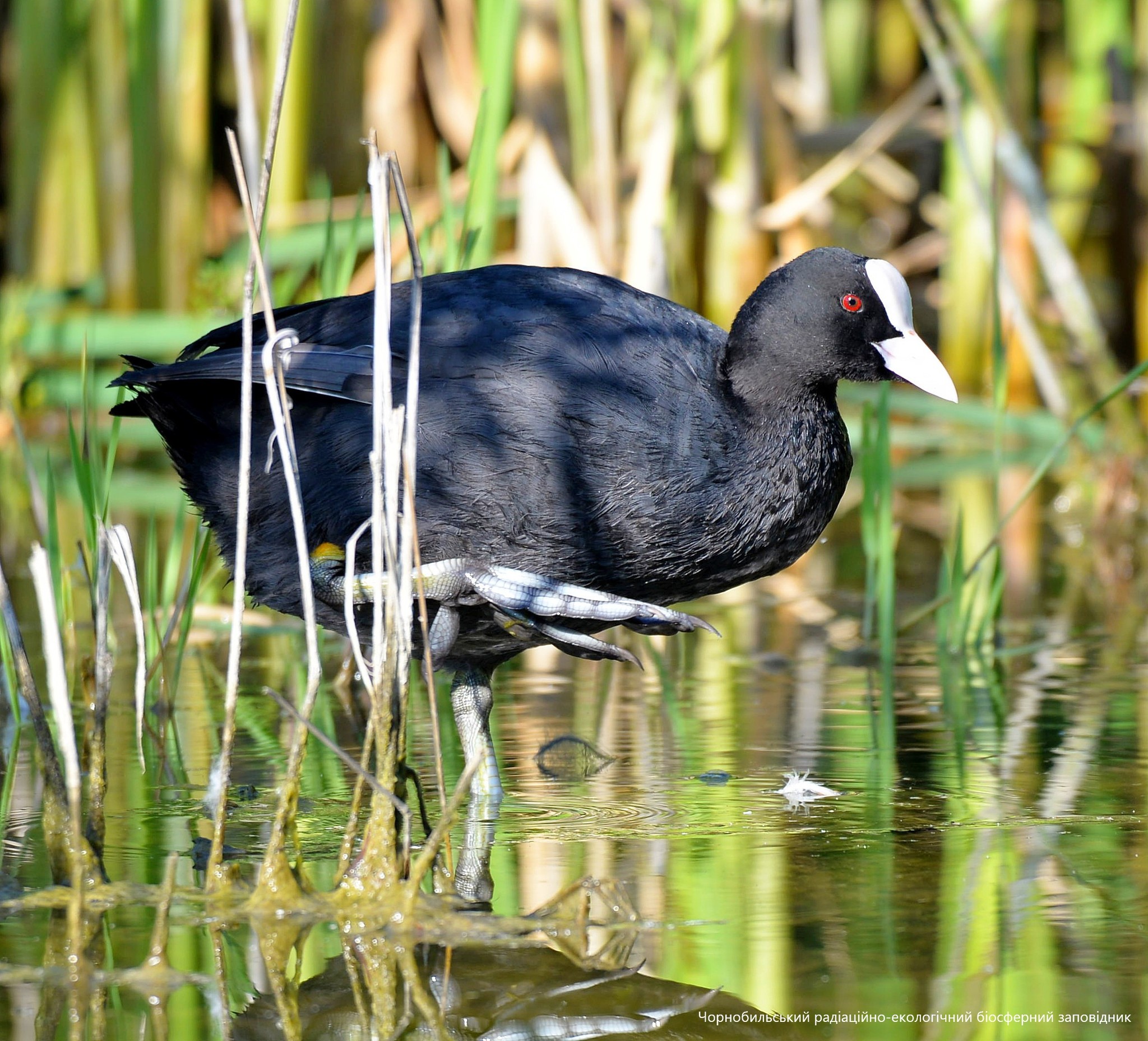 Лысуха в низких зарослях