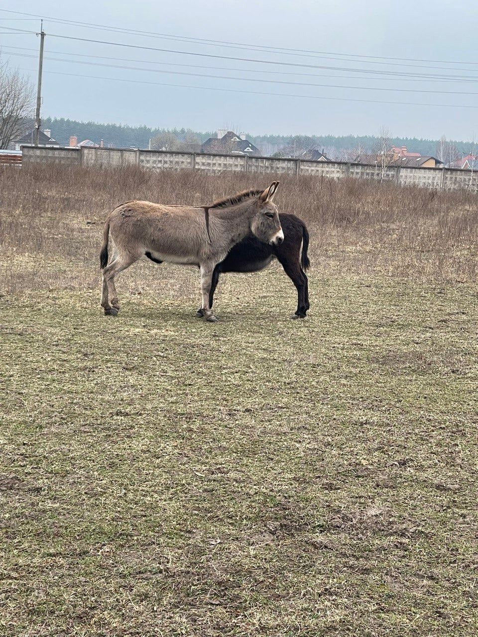 Как эвакуируют животных во время войны