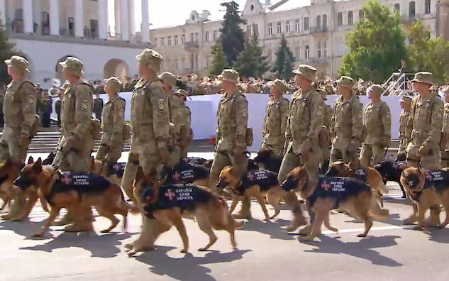 собаки на параде