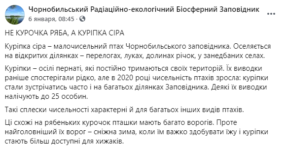 В заповедники сотрудники рассказали о серых куропатках